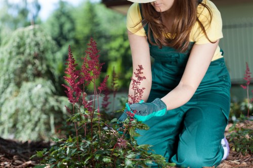 Local garden border and shrub planting suited to Anerley homes