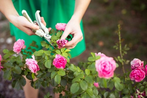 Garden preparation and planting for a property in Anerley